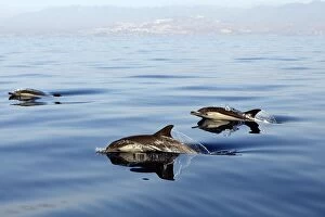 Images Dated 30th June 2007: Common Dolphin - group swimming in the strait of Gibraltar. Spain