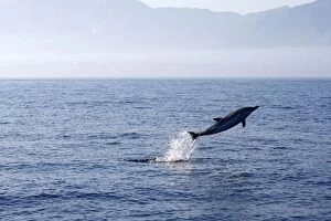 Images Dated 3rd July 2007: Common Dolphin - leaping out of water in the strait of Gibraltar. Spain
