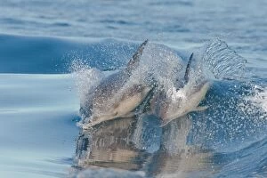 Common Dolphin mother and calf surfing in a wake