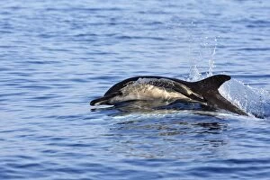 Images Dated 3rd July 2007: Common Dolphin in the strait of Gibraltar