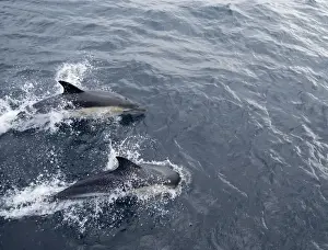 Scilly Isles Prints: Common Dolphin - Swimming - Isles of Scilly - August