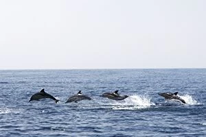 Images Dated 30th June 2007: Common Dolphin - four swimming in line - leaping out of water in the strait of Gibraltar. Spain