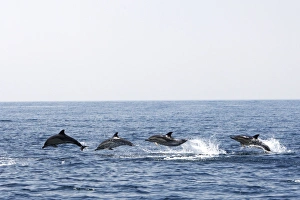Images Dated 30th June 2007: Common Dolphin - four swimming in line - leaping out of water in the strait of Gibraltar. Spain