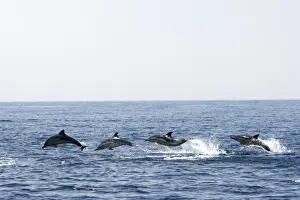 Leadership Prints: Common Dolphin - four swimming in line - leaping out of water in the strait of Gibraltar