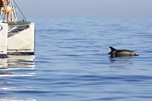 Images Dated 3rd July 2007: Common Dolphin - swimming in front of sailing boat