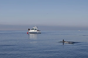 Images Dated 30th June 2007: Common Dolphin - swimming in the strait of Gibraltar with boat behind. Spain