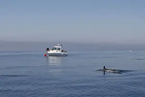 Strait Of Gilbraltar Prints: Common Dolphin - swimming in the strait of Gibraltar with boat behind. Spain