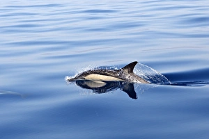 Images Dated 30th June 2007: Common Dolphin - swimming in the strait of Gibraltar. Spain