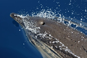 Images Dated 30th June 2007: Common Dolphin - swimming in the strait of Gibraltar. Spain