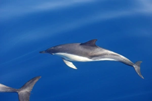Images Dated 30th June 2007: Common Dolphin - swimming in the strait of Gibraltar. Spain