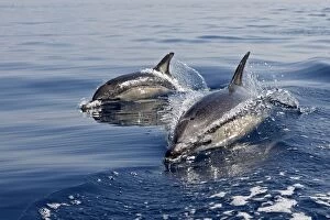 Images Dated 30th June 2007: Common Dolphin - two swimming in the strait of Gibraltar. Spain