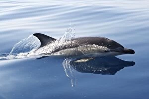 Images Dated 30th June 2007: Common Dolphin - swimming in the strait of Gibraltar. Spain