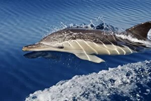 Images Dated 30th June 2007: Common Dolphin - swimming in the strait of Gibraltar. Spain
