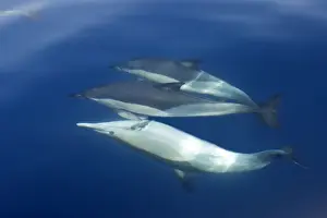 Strait Of Gilbraltar Prints: Common Dolphin - swimming underwater in the strait of Gibraltar. Spain