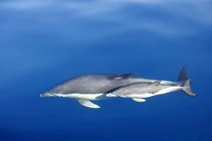 Images Dated 30th June 2007: Common Dolphins - adult & young swimming in the strait of Gibraltar. Spain