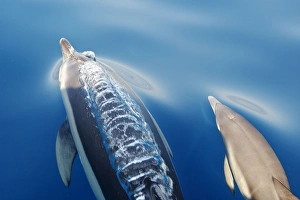 Images Dated 30th June 2007: Common Dolphins - adult & young swimming in the strait of Gibraltar. Spain