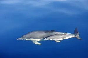 Mediterranean Prints: Common Dolphins - adult & young swimming in the strait of Gibraltar. Spain