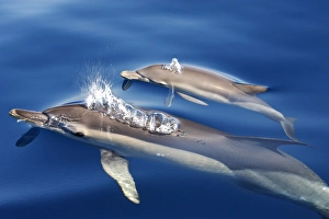 Images Dated 30th June 2007: Common Dolphins - adults & young swimming in the strait of Gibraltar. Spain
