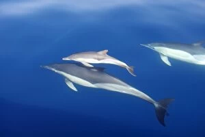 Common Dolphins - adults & young swimming in the strait of Gibraltar