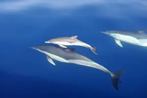 Mediterranean Prints: Common Dolphins - adults & young swimming in the strait of Gibraltar. Spain