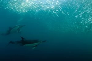 Images Dated 3rd July 2010: Common Dolphins pod chasing baitball (school of)