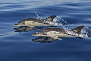 Images Dated 30th June 2007: Common Dolphins - swimming in the strait of Gibraltar. Spain