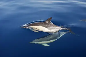 Strait Of Gilbraltar Prints: Common Dolphins - swimming in the strait of Gibraltar. Spain