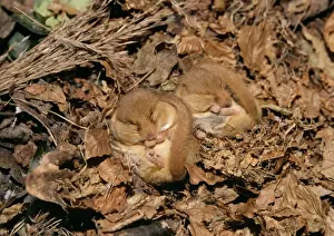 Wintering Prints: Common Dormouse - 2 hibernating