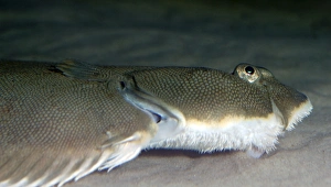 Images Dated 22nd April 2007: Common / Dover Sole. Shallow waters, NE Atlantic and North Sea. Lies on its left side on the sea bed
