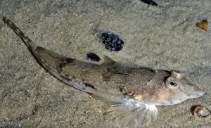 Common Dragonet, UK coastal waters, Spain to Norway