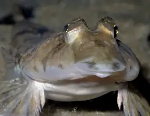 Common Dragonet, UK coastal waters, Spain to Norway