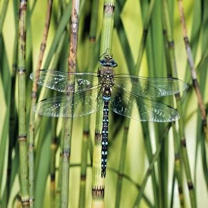 Images Dated 9th May 2005: Common Dragonfly