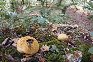 Decay Prints: Common Earthball - Godolphin Woods - Cornwall - UK