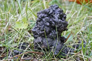 Worm Prints: Common Earthworm - worm cast. France