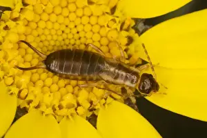 Marigolds Prints: Common Earwig (Forficula auricularia) in corn marigold (Chrysanthemum segetum); Dorset