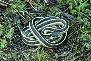 Coiled Prints: Common / Eastern Garter Snake