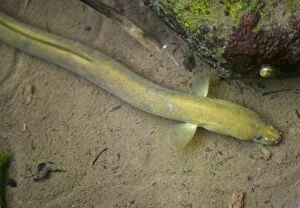 Images Dated 17th March 2007: Common Eel - Adult