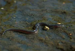 Eels Prints: Common Eel - young migrating - European river