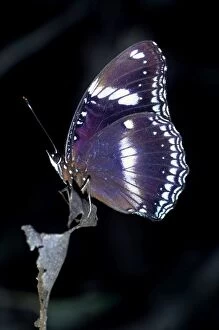 Common Eggfly Butterfly