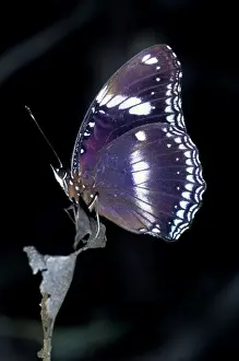 Common Eggfly Butterfly India, Pakistan, S. E. Asia, New Guinea, Indonesia
