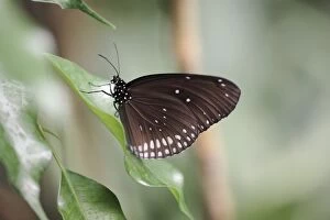Common Eggfly Butterfly - resting on leaf, showing underside of wings