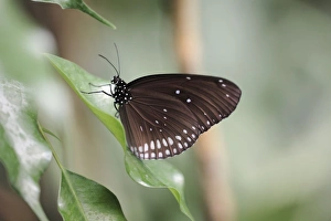 Common Eggfly Butterfly - resting on leaf, showing underside of wings Common Eggfly Butterfly - resting on leaf, showing underside of wings