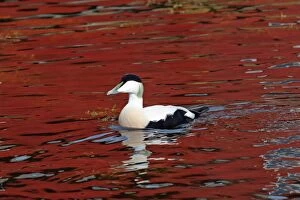 Images Dated 17th September 2012: Common Eider