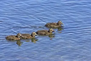 Common Eider - Chicks swimming Shetland Mainland, UK BI010373