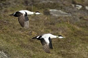 Images Dated 6th June 2012: Common Eider - drake in flight