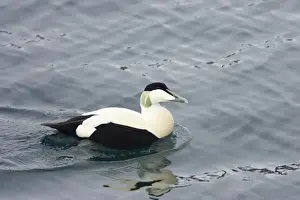 Common Eider - Drake Somateria mollissima Varanger Fjord Norway BI013520