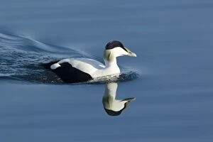 Images Dated 27th May 2012: Common Eider - drake swimming