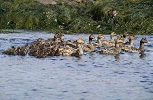 Images Dated 12th November 2007: Common Eider Duck - adults with young New England coast