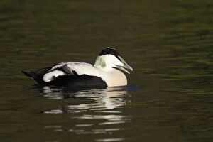 Common Eider Duck - Drake