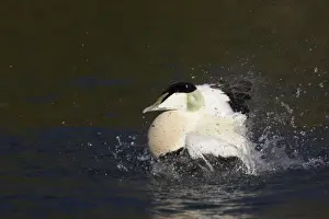 Common Eider Duck - Drake washing Arundel, Sussex, UK BI006674